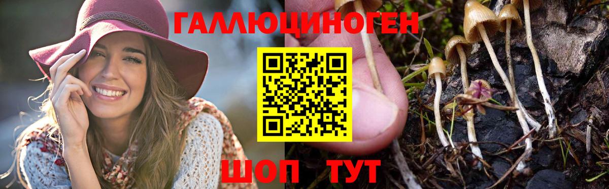 дарнет шоп  Псилоцибиновые грибы GOLDEN TEACHER  Вход с VPN  Обнинск 